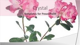  Presentation with pink white - Amazing theme having azalea-branch-with-large-pink backdrop and a coral colored foreground