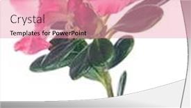  Presentation with pink white - Beautiful PPT theme featuring azalea-branch-with-large-pink backdrop and a coral colored foreground