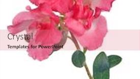  Presentation with azalea - Slide set featuring azalea-branch-with-large-pink background and a coral colored foreground