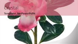  Presentation with azalea - Slide set featuring azalea-branch-with-large-pink background and a coral colored foreground