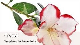  Presentation with azalea - PPT theme consisting of azalea flower close up macro isolated on white background background and a lemonade colored foreground