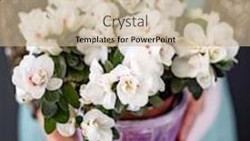  Presentation with azalea - PPT layouts with azalea flower in the pot background and a coral colored foreground