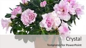  Presentation with azalea - Slide deck enhanced with azalea flower in the pot background and a light gray colored foreground