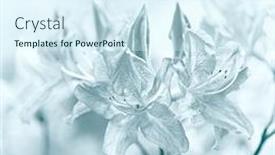  Presentation with azalea - PPT theme with azalea-flowers-and-buds background and a sky blue colored foreground