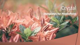  Presentation with azalea - Amazing slide deck having azalea-flowers-full-in-bloom backdrop and a coral colored foreground