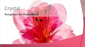  Presentation with azalea - Slide deck having azalea flowers on the white background and a white colored foreground