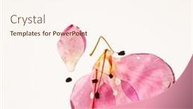  Presentation with azalea - Slide set enhanced with azalea-flowers-on-the-white background and a cream colored foreground