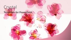 Presentation with azalea - PPT layouts with azalea-flowers-on-the-white background and a coral colored foreground