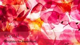  Presentation with azalea - PPT theme featuring azalea-flowers-on-the-white background and a red colored foreground