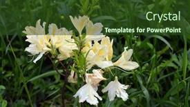  Presentation with azalea - Cool new PPT layouts with azalea-or-rhododendron-in-garden backdrop and a tawny brown colored foreground
