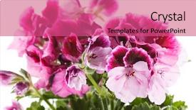  Presentation with azalea - Colorful theme enhanced with azalea backdrop and a coral colored foreground