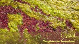  Presentation with azolla - Presentation design with azolla floating of the river background and a tawny brown colored foreground