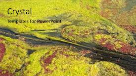  Presentation with azolla - Colorful presentation theme enhanced with azolla floating of the river backdrop and a yellow colored foreground