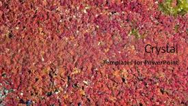  Presentation with azolla - Presentation theme featuring azolla floating of the river background and a red colored foreground