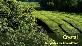 Presentation with tea plant - Amazing presentation theme having azores in a tea field backdrop and a  colored foreground