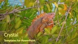  Presentation with mexico traditional cinco de mayo - Cool new PPT layouts with aztec - ruins of the chichen-itza yucatan backdrop and a  colored foreground