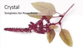  Presentation with aztec - Slide deck featuring aztec - twig with amaranth flowers background and a white colored foreground