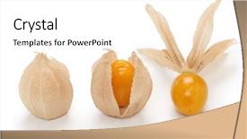  Presentation with tomato - Presentation design featuring aztec background - physalis edible husk tomato background and a  colored foreground