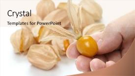  Presentation with edible food packaging - Presentation theme consisting of aztec background - physalis edible husk tomato background and a  colored foreground