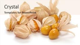  Presentation with tomato - Beautiful slide set featuring aztec background - physalis edible husk tomato backdrop and a  colored foreground