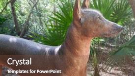  Presentation with aztec - PPT theme having aztec hairless dog xoloitzcuintli background and a tawny brown colored foreground