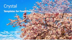  Presentation with pink flowers - PPT layouts consisting of azure-blossoming-tree-with-pink and a teal colored foreground