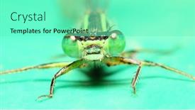  Presentation with insect - Slide set enhanced with azure-damselfly-coenagrion-puella-female background and a seafoam green colored foreground