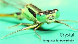  Presentation with insect - PPT layouts enhanced with azure-damselfly-coenagrion-puella-female background and a seafoam green colored foreground