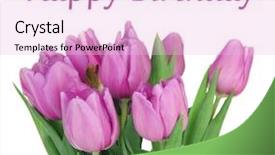  Presentation with purple - Beautiful slide deck featuring b day celebration - beautiful bouquet of purple tulips backdrop and a  colored foreground