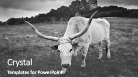  Presentation with animal nature - Audience pleasing presentation theme consisting of w - big white bull with big backdrop and a dark gray colored foreground