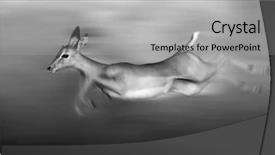  Presentation with speed - PPT layouts featuring animal behavior - impala running and jumping background and a light gray colored foreground