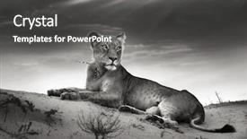  Presentation with processing - Slide deck having female panthera leo wild animal - lioness on desert dune artistic background and a dark gray colored foreground
