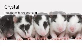  Presentation with white rat - Colorful PPT theme enhanced with babbies - babby rat in front backdrop and a light gray colored foreground