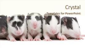  Presentation with white rat - Presentation having babbies - babby rat in front background and a cream colored foreground