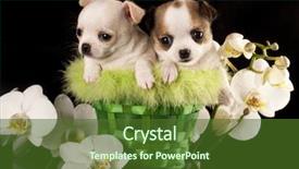  Presentation with soft white flower - Cool new PPT theme with babbies - chihuahua puppies and flower orchid backdrop and a tawny brown colored foreground