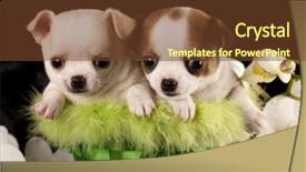  Presentation with soft white flower - Slides enhanced with babbies - chihuahua puppies and flower orchid background and a tawny brown colored foreground