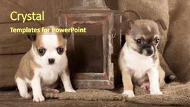  Presentation with retro - PPT theme featuring babbies - chihuahua puppies in retro background background and a  colored foreground