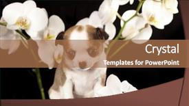  Presentation with puppy - Slide set featuring babbies - chihuahua puppy and flower background and a coral colored foreground