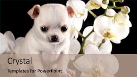  Presentation with puppy - Cool new slide deck with babbies - chihuahua puppy and flower backdrop and a coral colored foreground