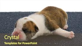  Presentation with mom and newborn - Slide deck having babbies - newborn puppy - one week background and a  colored foreground