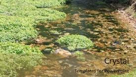  Presentation with tree sky trees green - Beautiful presentation theme featuring babbling brook - stream with rocks and small backdrop and a coral colored foreground