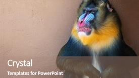  Presentation with bacteria colourful 3d - Slide set consisting of baboon - picture of a colourful displeased background and a coral colored foreground