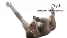  Presentation with front of burj khalifa - PPT theme with baboon - simia hamadryas in front background and a white colored foreground