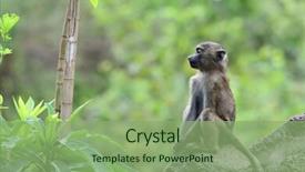  Presentation with natural - Colorful presentation enhanced with baboon in african natural park backdrop and a seafoam green colored foreground