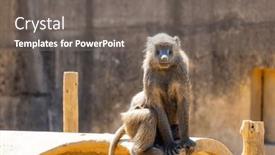  Presentation with zoo - Presentation featuring baboon-in-the-zoo-park background and a gray colored foreground