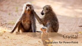  Presentation with kenya - Presentation theme with baboon-monkey-family-in-samburu background and a coral colored foreground