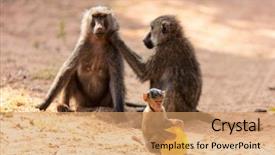  Presentation with monkey - PPT layouts consisting of baboon monkey family in samburu background and a coral colored foreground