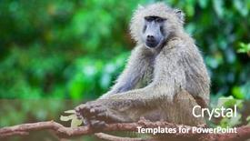  Presentation with monkey - Audience pleasing PPT theme consisting of baboon monkey in african bush backdrop and a tawny brown colored foreground