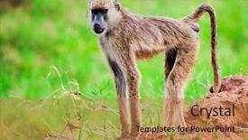  Presentation with safari - Slides featuring baboon monkey in african bush safari in tsavo west kenya background and a coral colored foreground