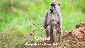  Presentation with monkey - PPT theme consisting of baboon monkey sitting in african background and a coral colored foreground